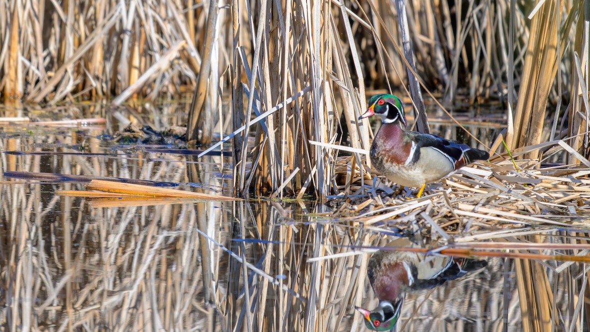Wood Duck - ML635110155