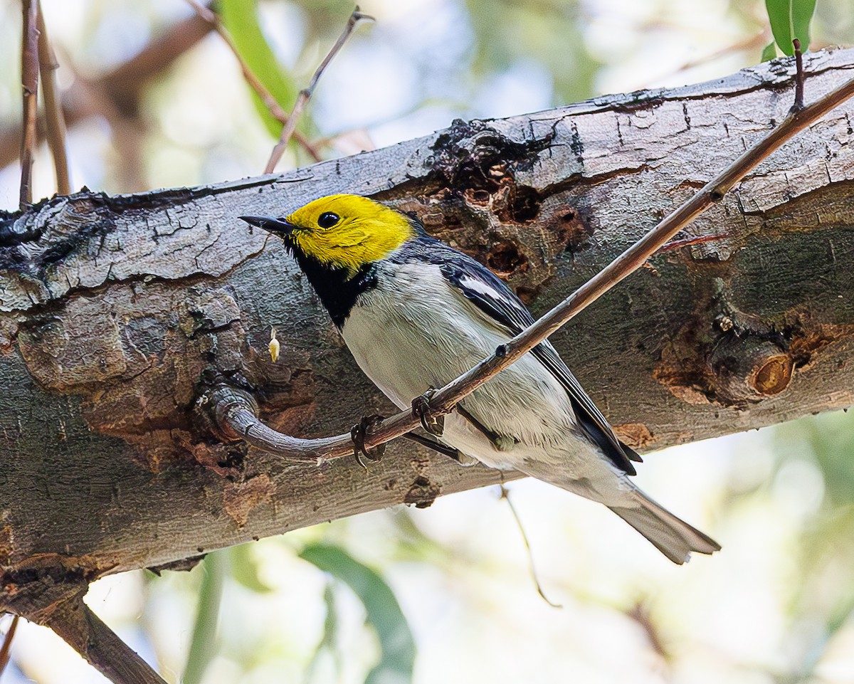 Hermit Warbler - ML635110184
