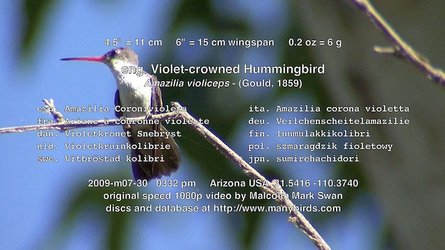 kolibřík fialovokorunkatý - ML635110202