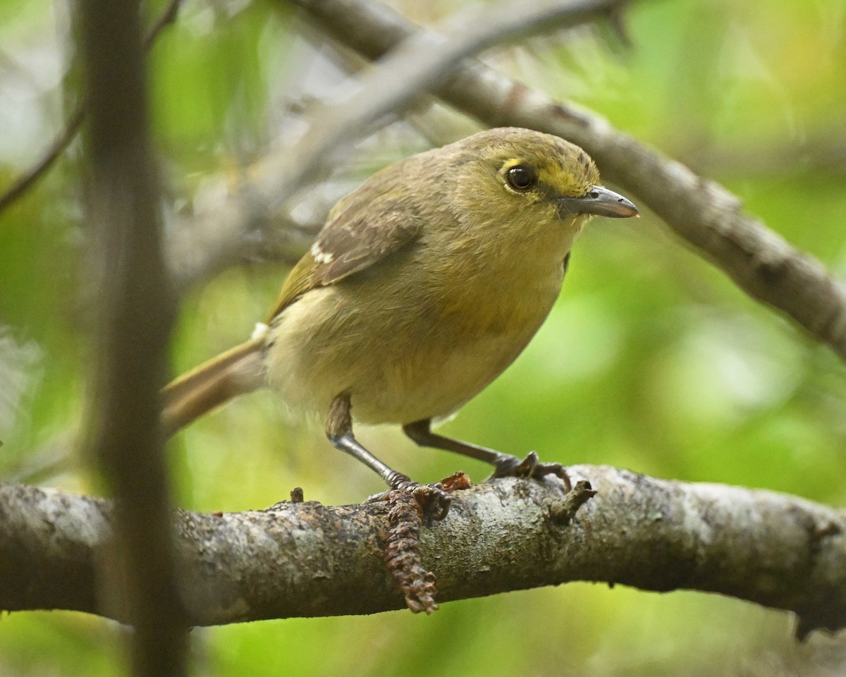 Thick-billed Vireo - ML635110205