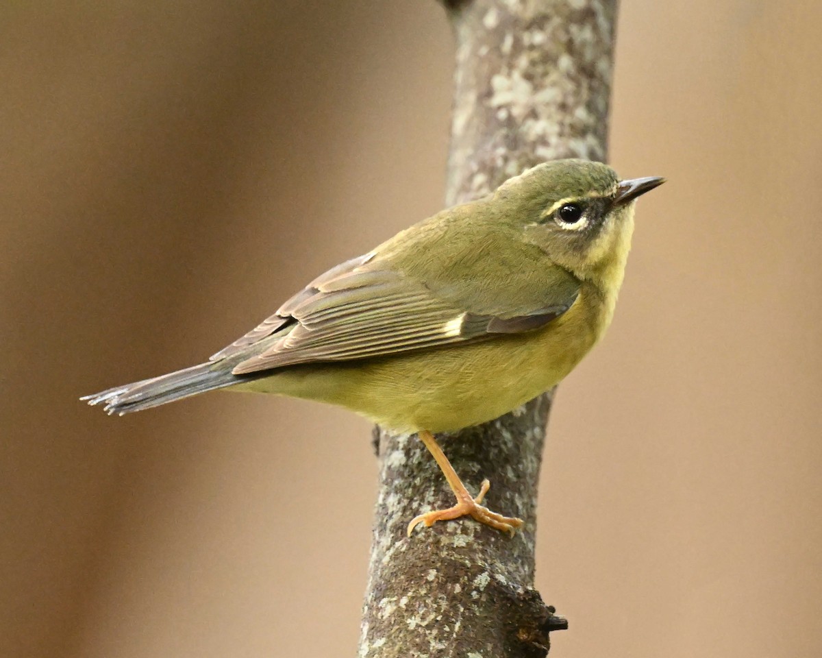 lesňáček modrohřbetý - ML635110233