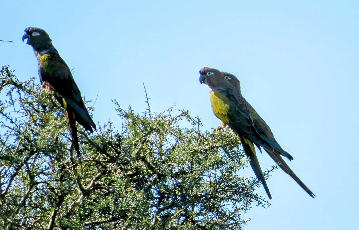 Burrowing Parakeet - ML635110236