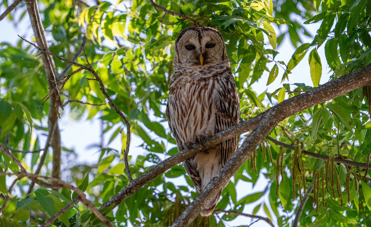Barred Owl - ML635110298