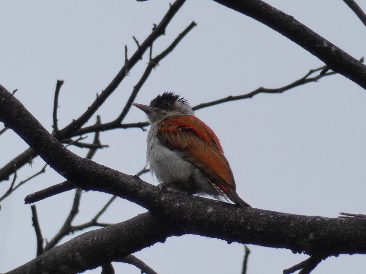 Scarlet-backed Woodpecker - ML635110380