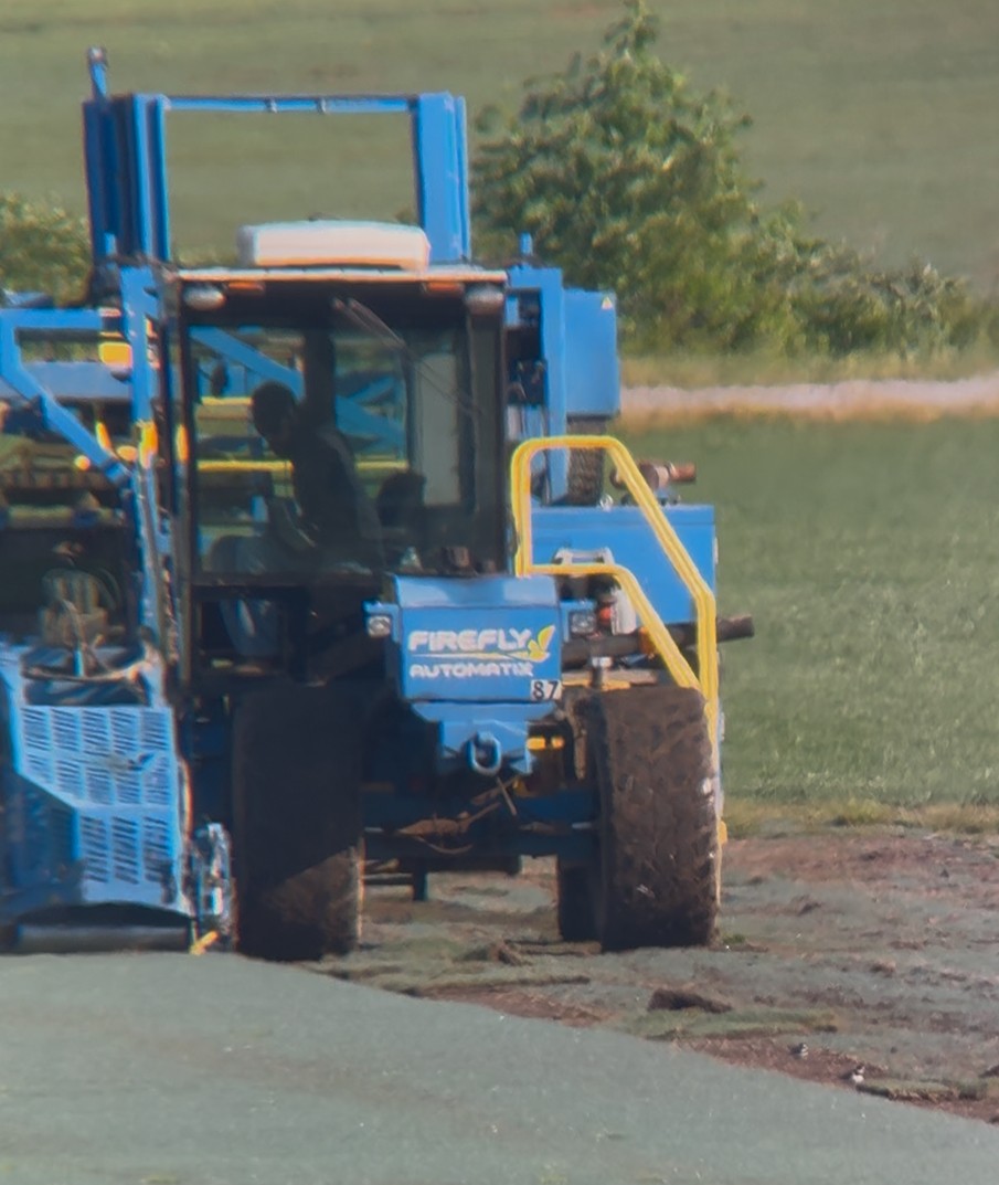 Semipalmated Plover - ML635110437