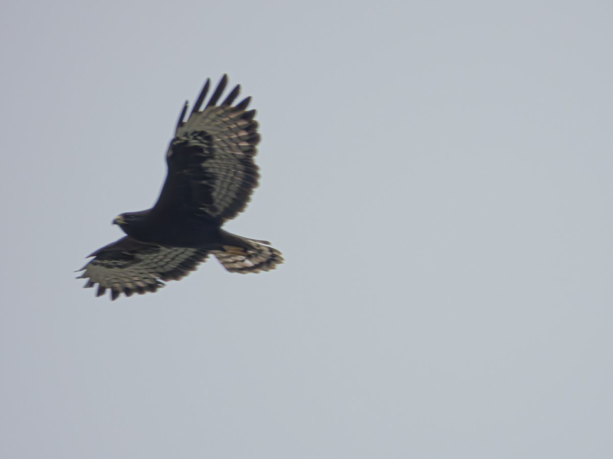 Zone-tailed Hawk - ML635110494