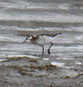 Wilson's Phalarope - ML635110509