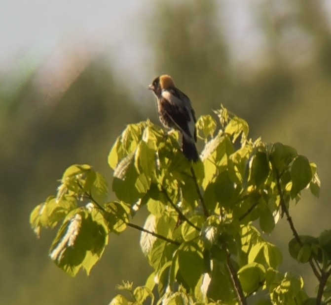 Bobolink - ML635110535