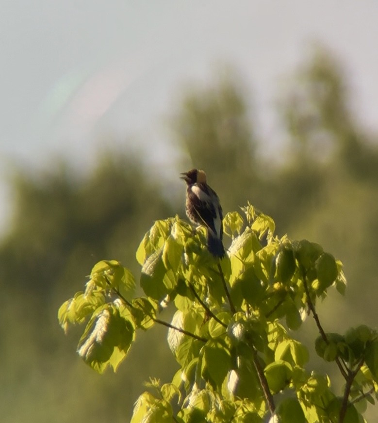 Bobolink - ML635110536