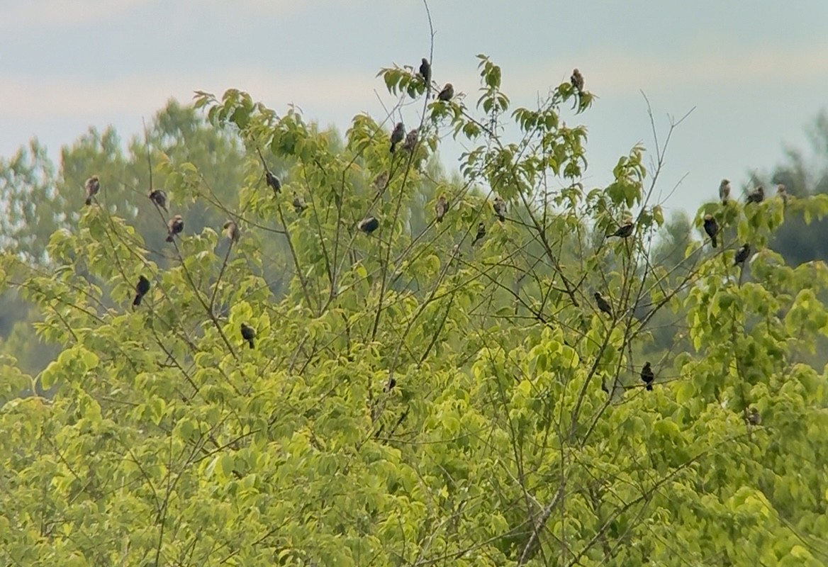 Bobolink - ML635110537