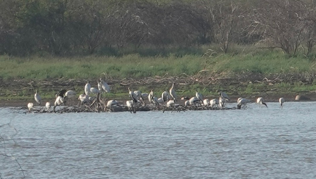 Wood Stork - ML635110603