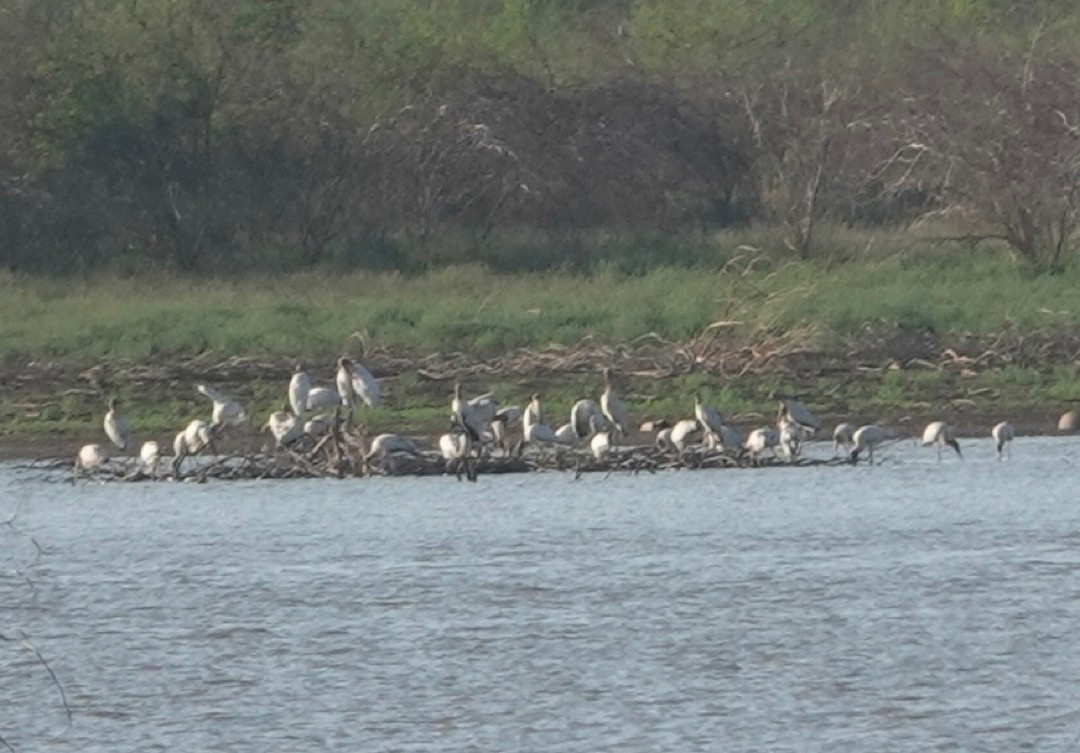 Wood Stork - ML635110604