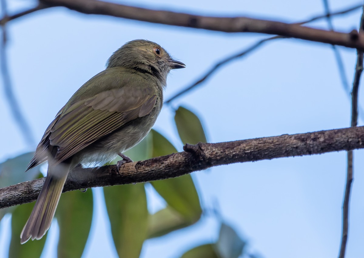 Pale-bellied Tyrant-Manakin - ML635110672
