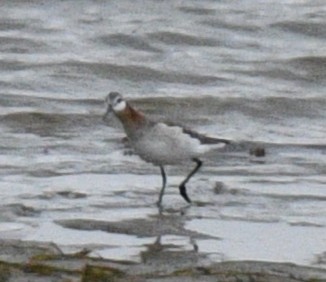 Wilson's Phalarope - ML635110681