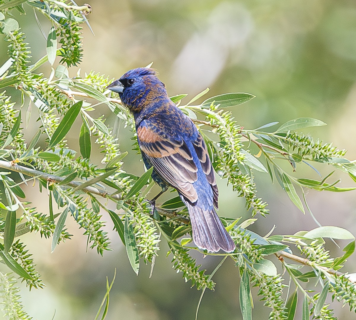 Blue Grosbeak - ML635110832