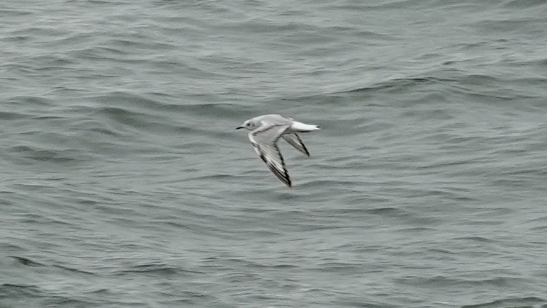 Bonaparte's Gull - ML635111011