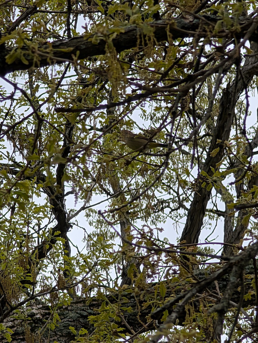Palm Warbler (Western) - ML635111045