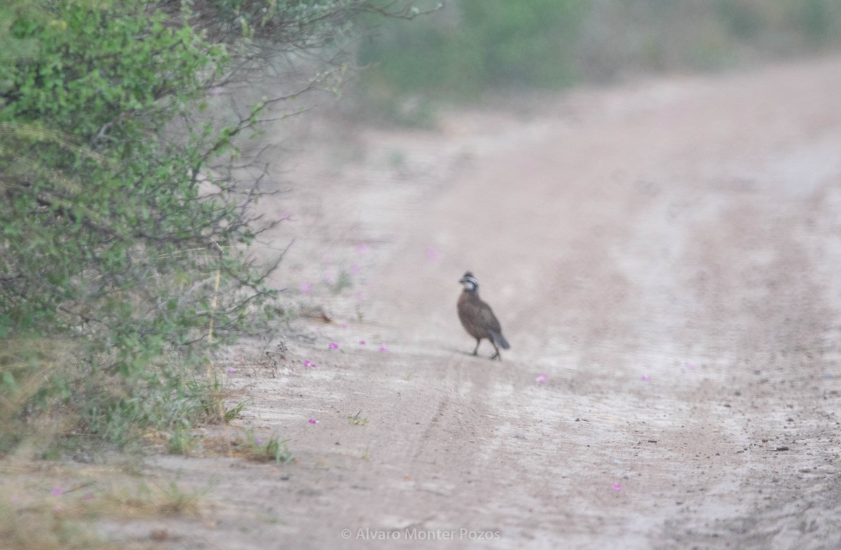 Northern Bobwhite - ML635111048