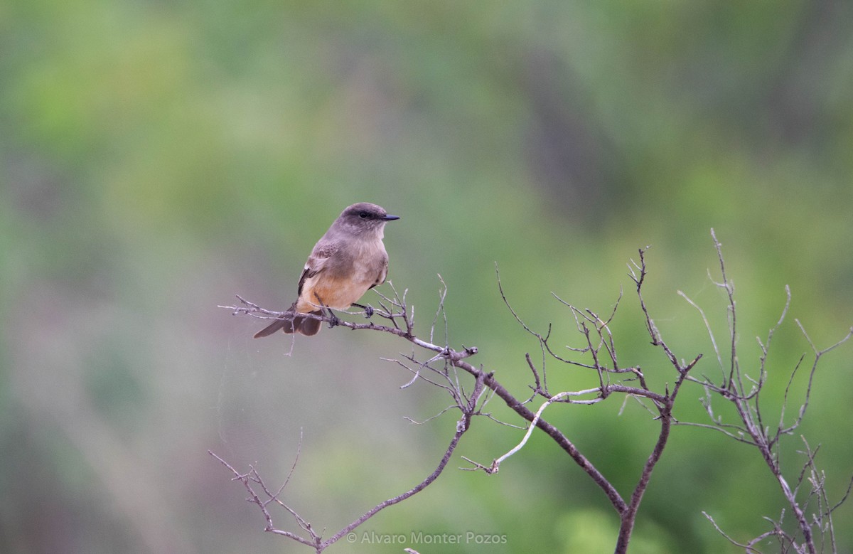 Say's Phoebe - ML635111056