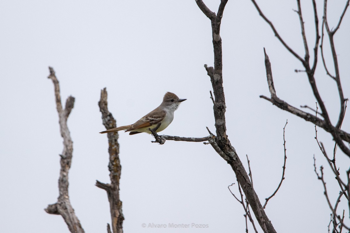 Ash-throated Flycatcher - ML635111060