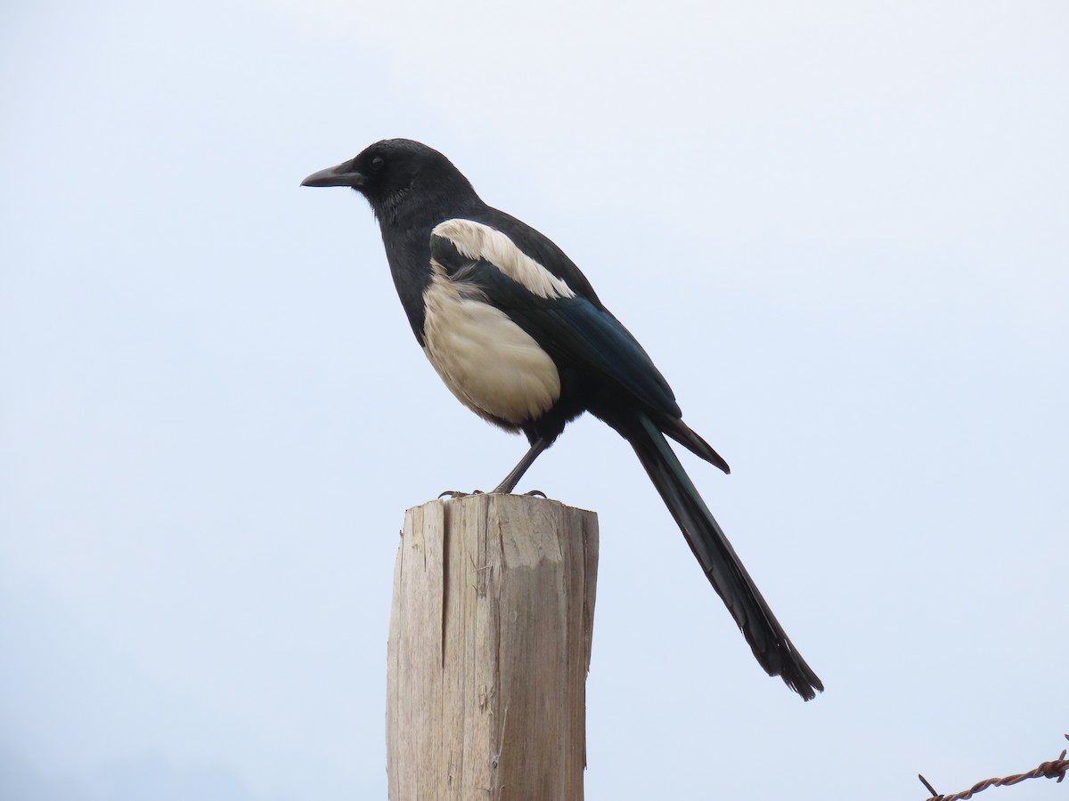 Black-rumped Magpie - ML635111154