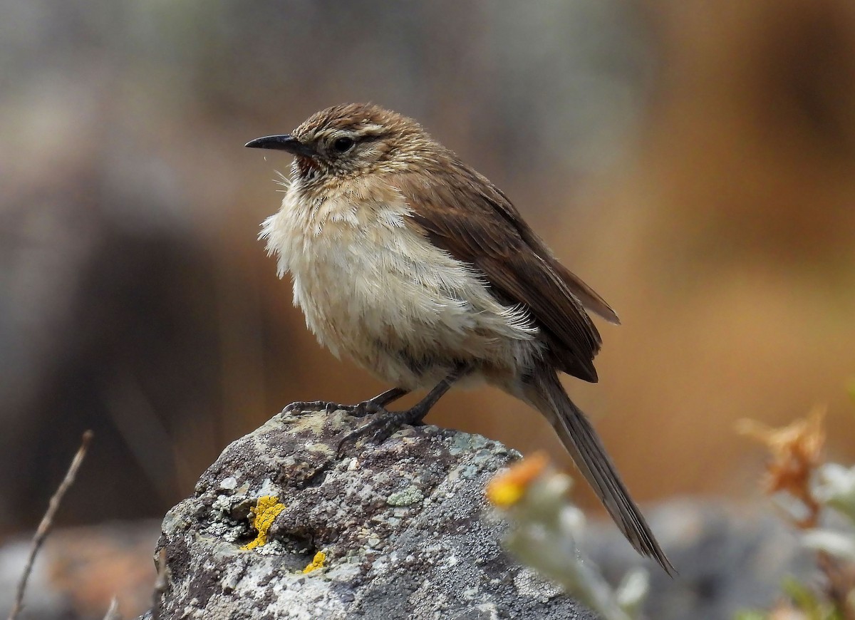 Streak-throated Canastero - ML635111197