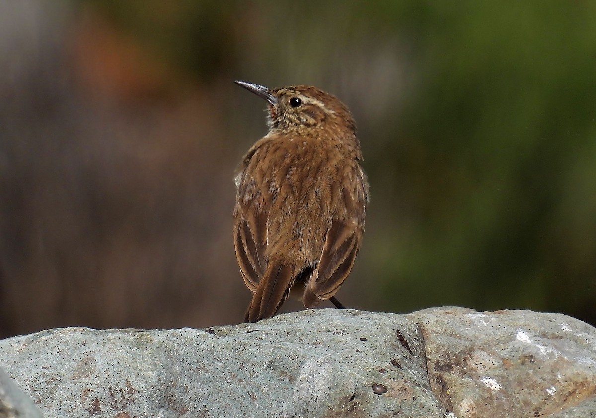 Streak-throated Canastero - ML635111224