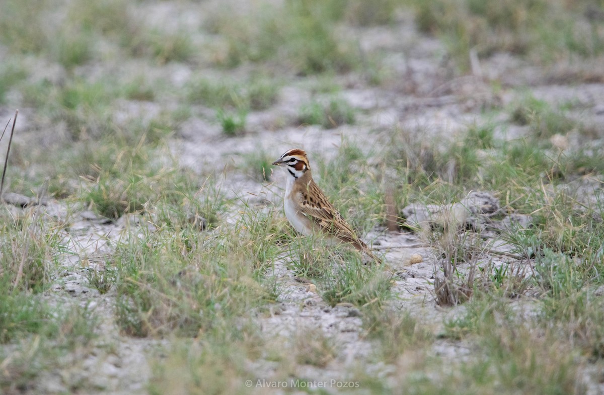 Lark Sparrow - ML635111226
