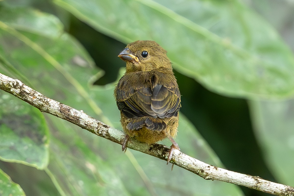 Variable Seedeater - ML635111256