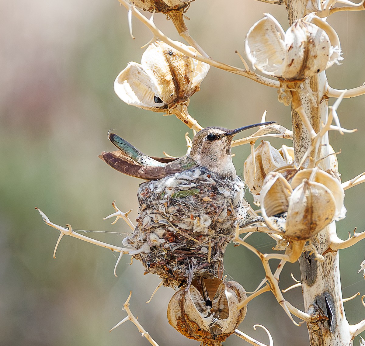 Anna's Hummingbird - ML635111277