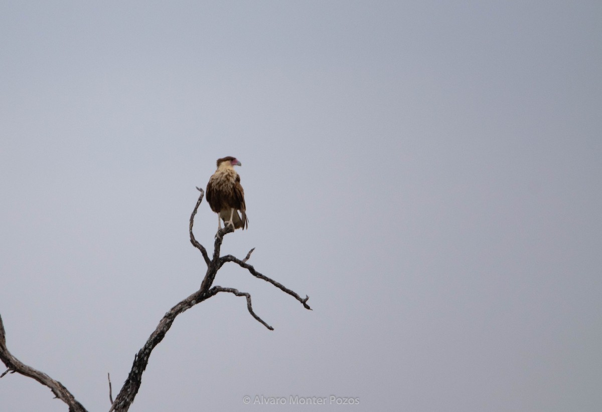 Crested Caracara - ML635111366