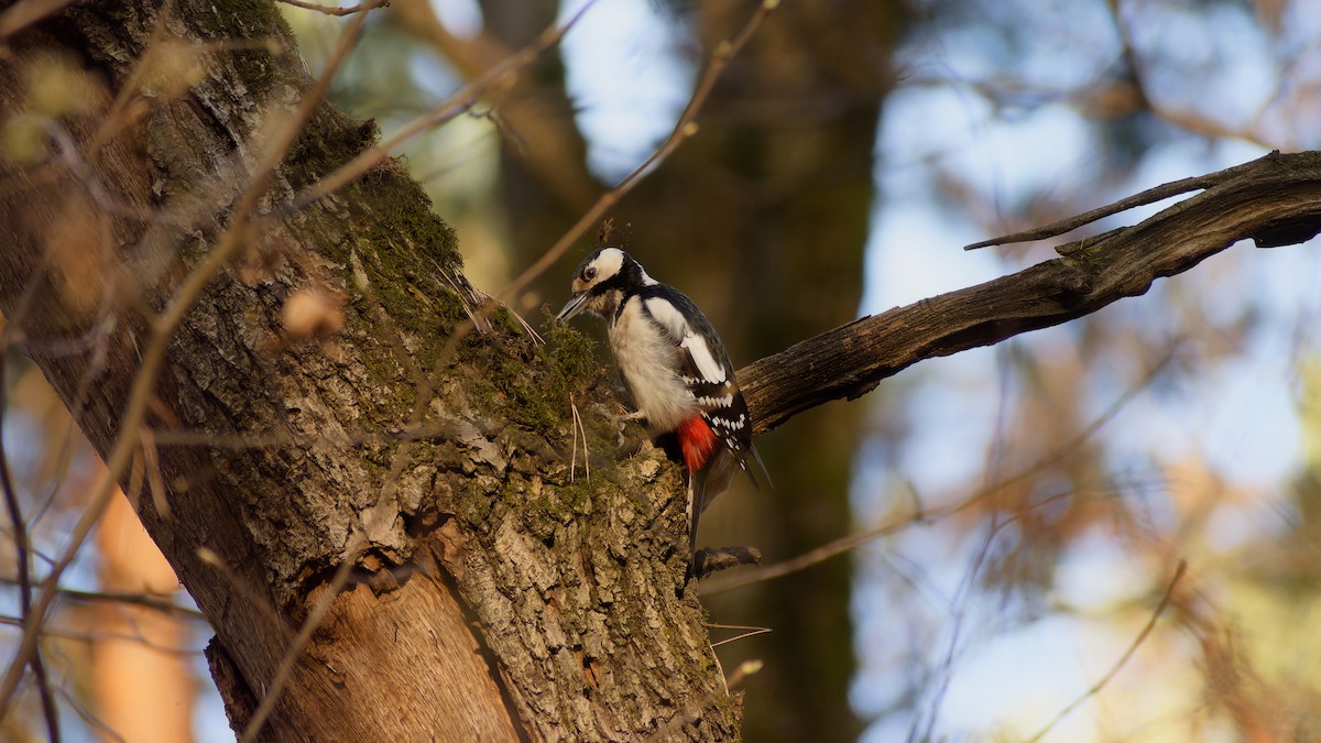 Great Spotted Woodpecker - ML635111371