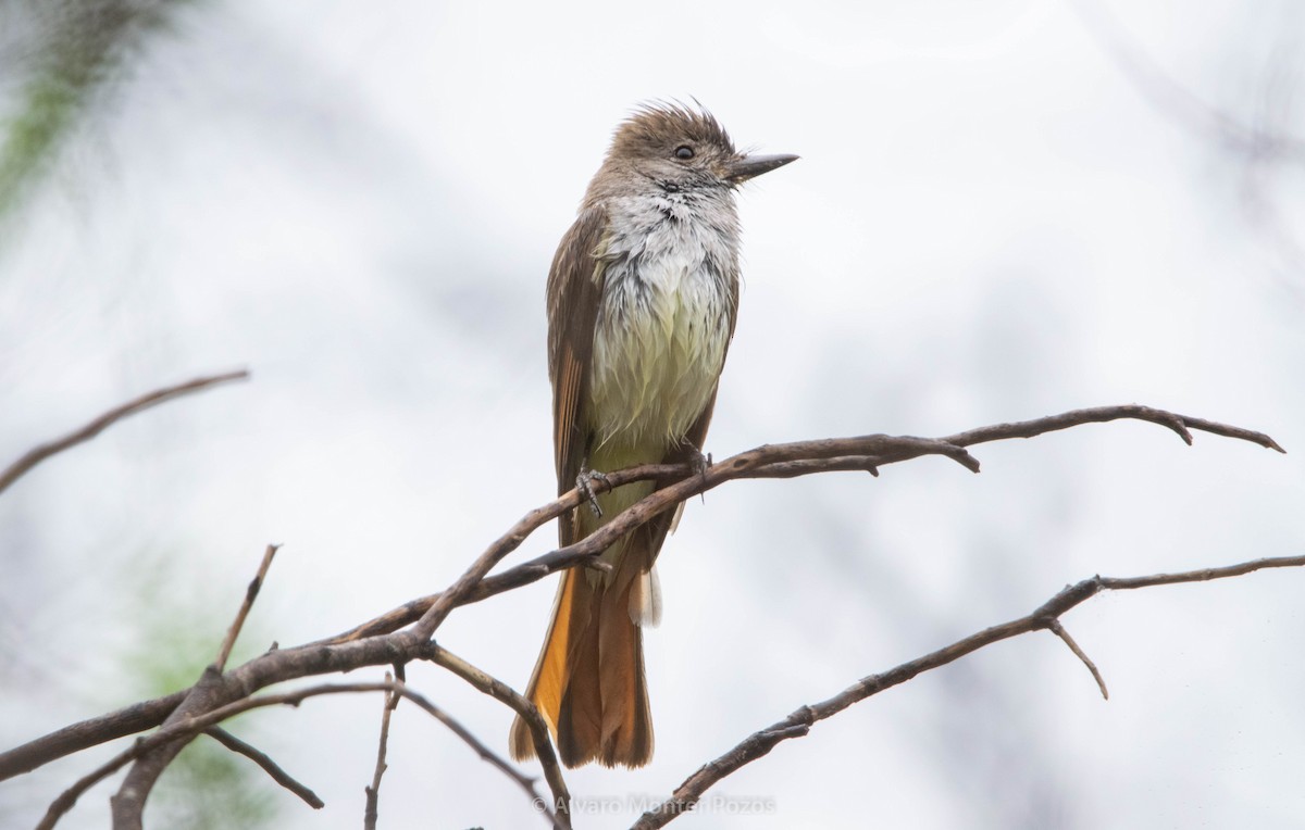 Ash-throated Flycatcher - ML635111409