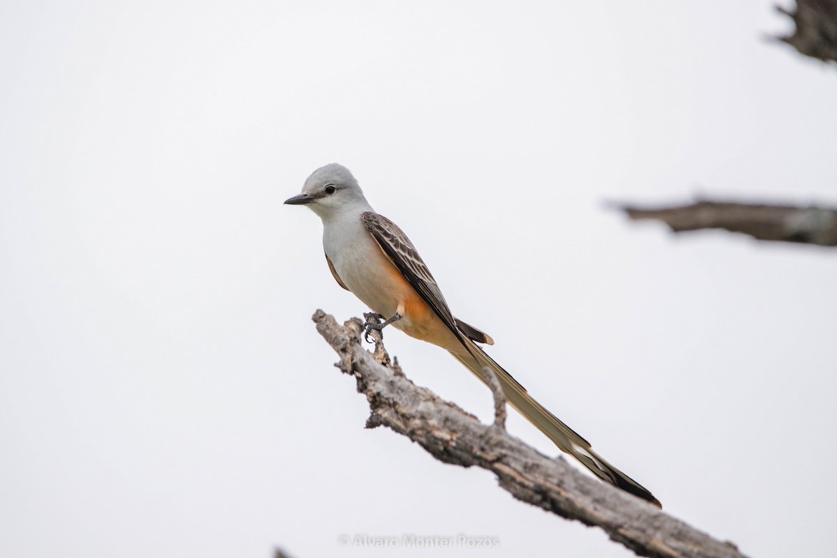 Scissor-tailed Flycatcher - ML635111466