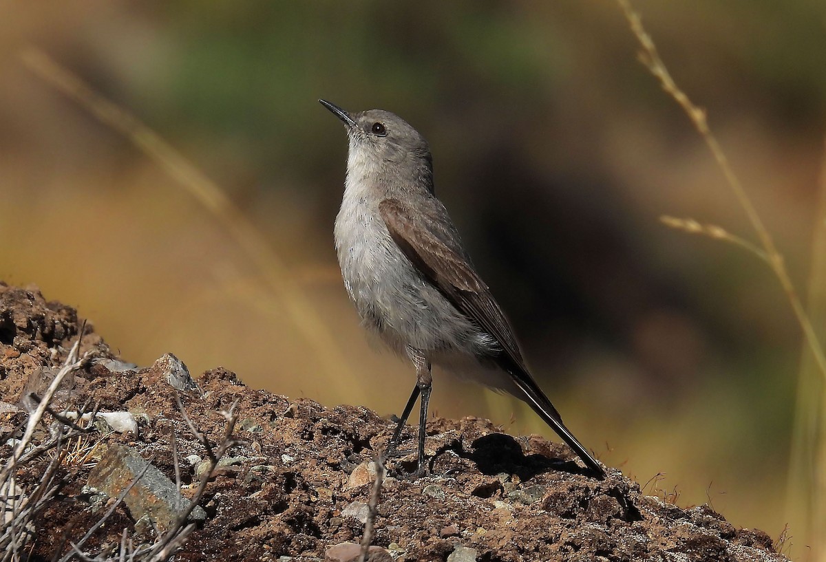 Cinereous Ground-Tyrant - ML635111470