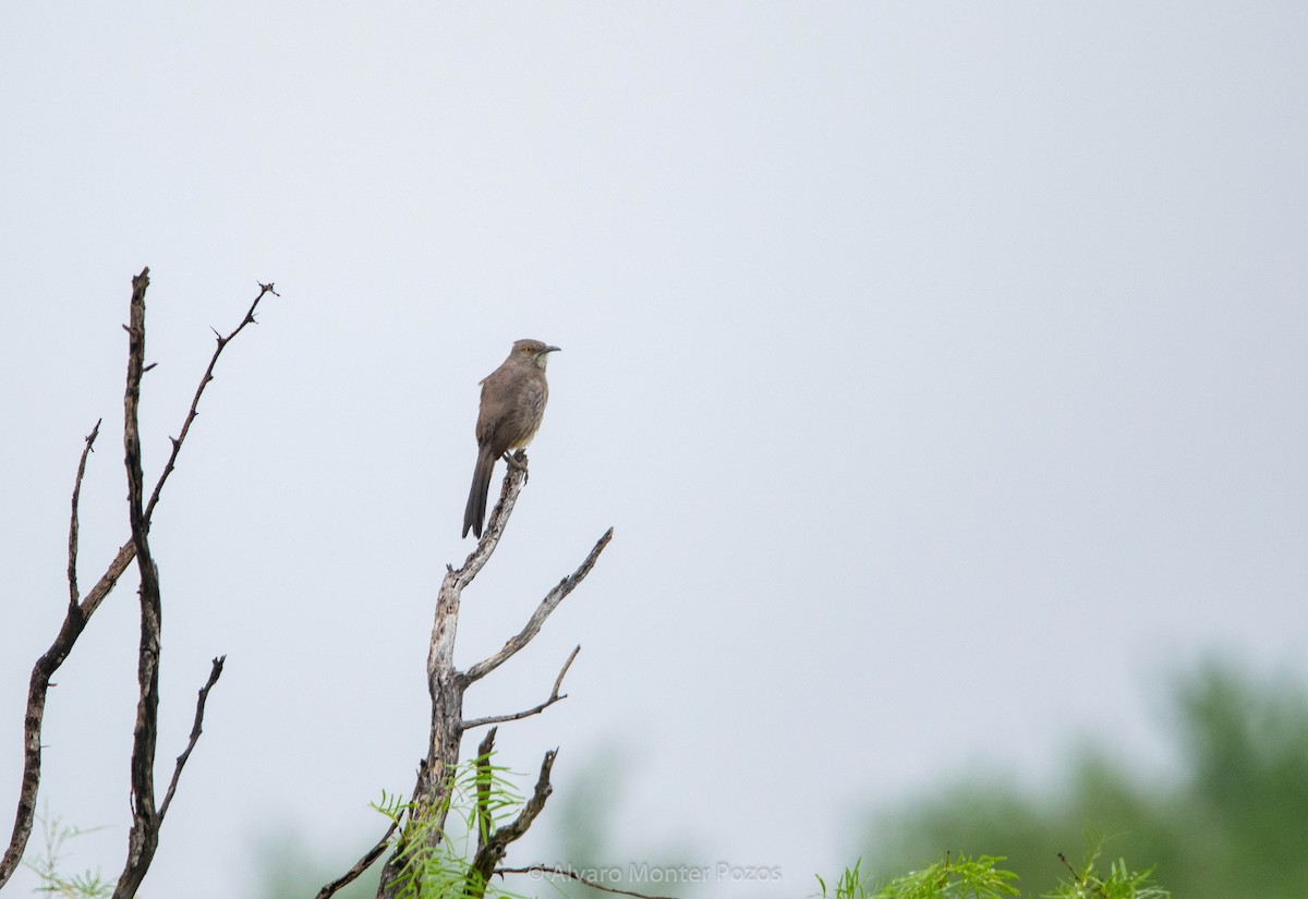 Curve-billed Thrasher - ML635111489