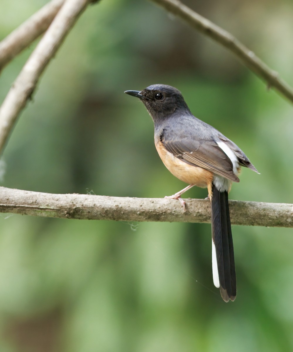 White-rumped Shama - ML635111490