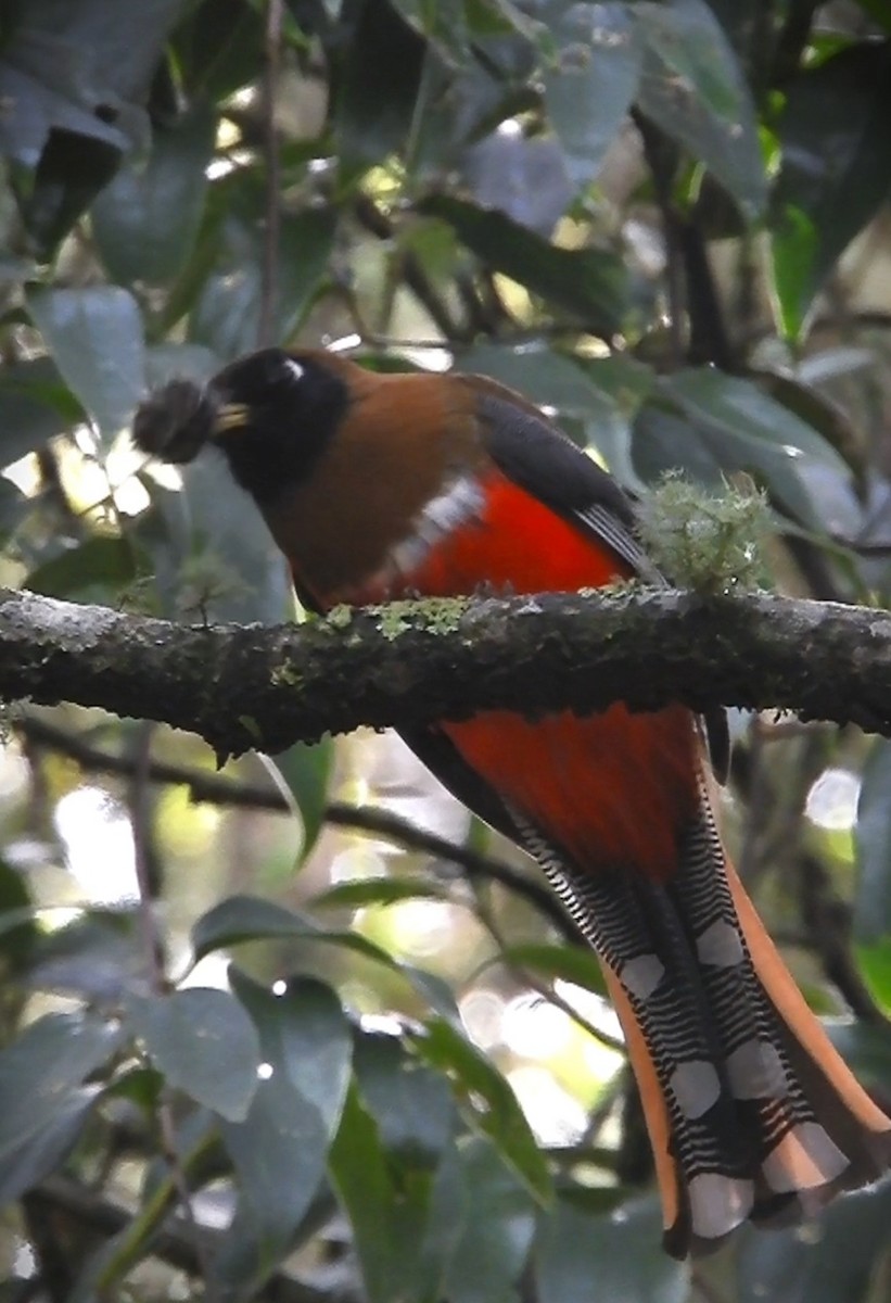 Masked Trogon - ML635111532