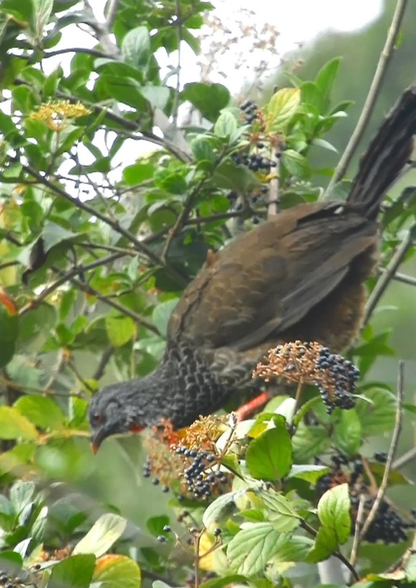 Andean Guan - ML635111583