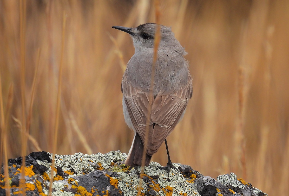 Black-fronted Ground-Tyrant - ML635111588