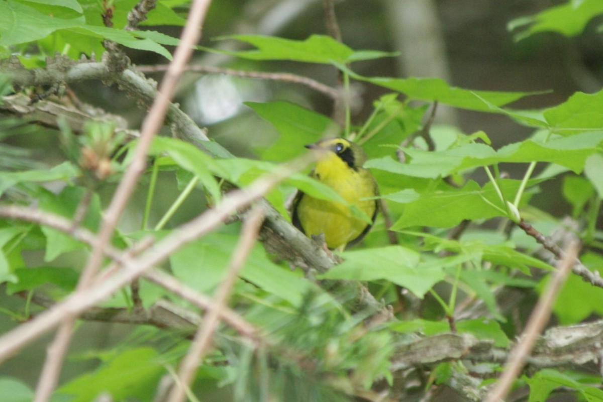 Kentucky Warbler - ML635111618