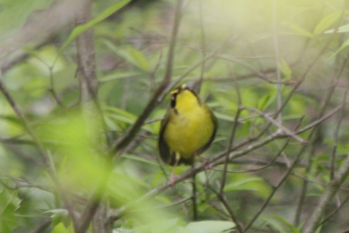 Kentucky Warbler - ML635111619