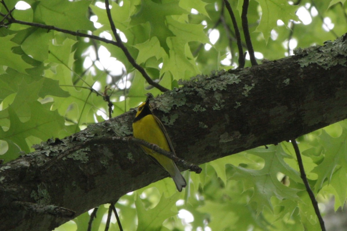 Hooded Warbler - ML635111628