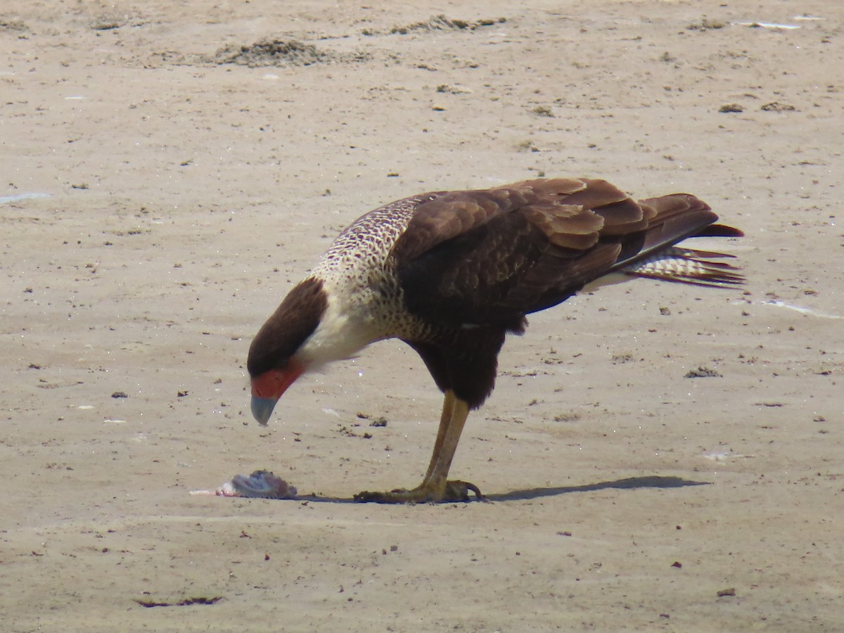 Crested Caracara (Northern) - ML635111629