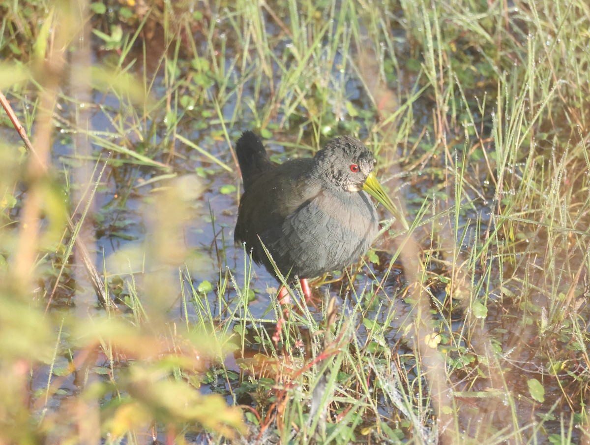 Blackish Rail - ML635111641