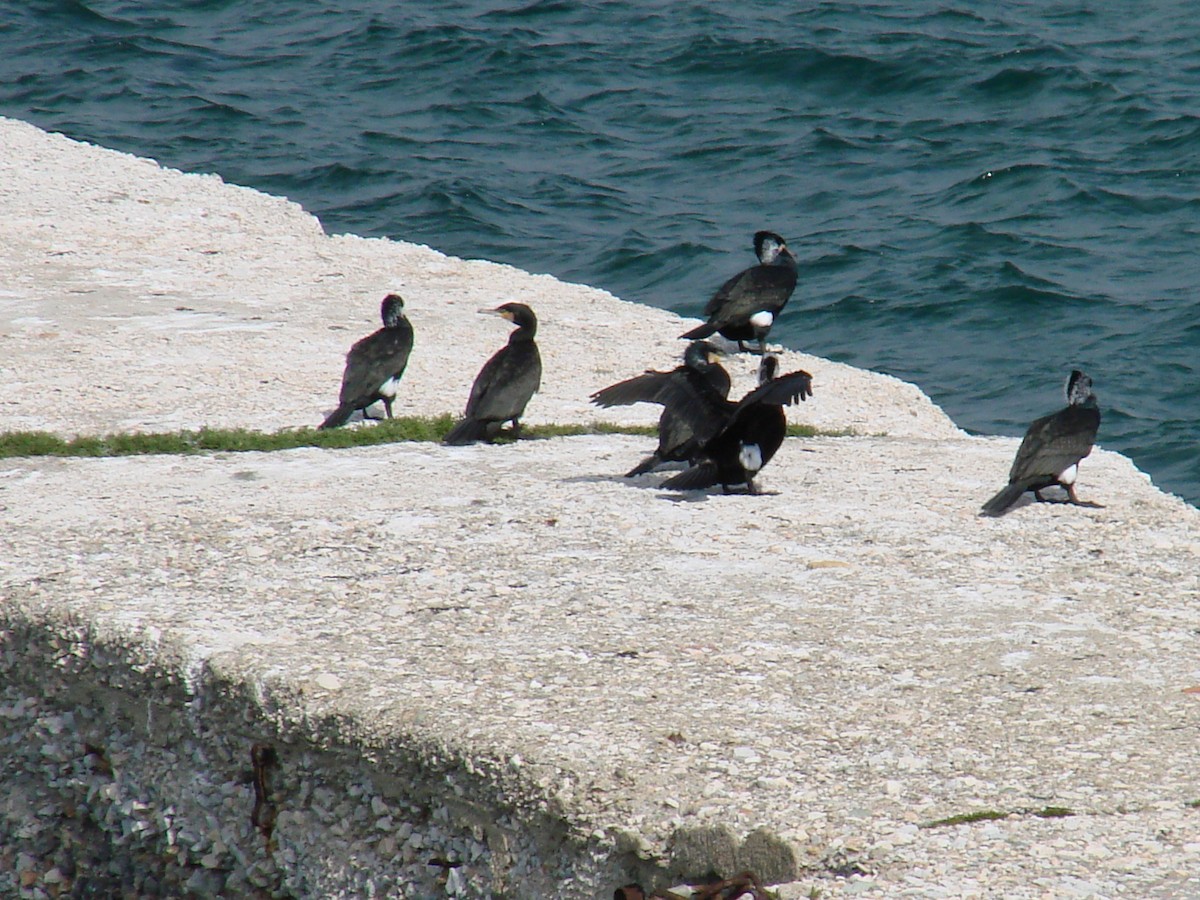 Great Cormorant - ML635111681