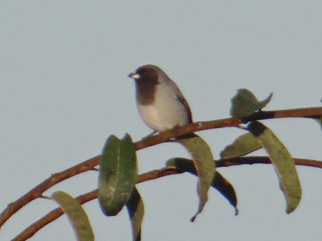 Black-faced Tanager - ML635111852