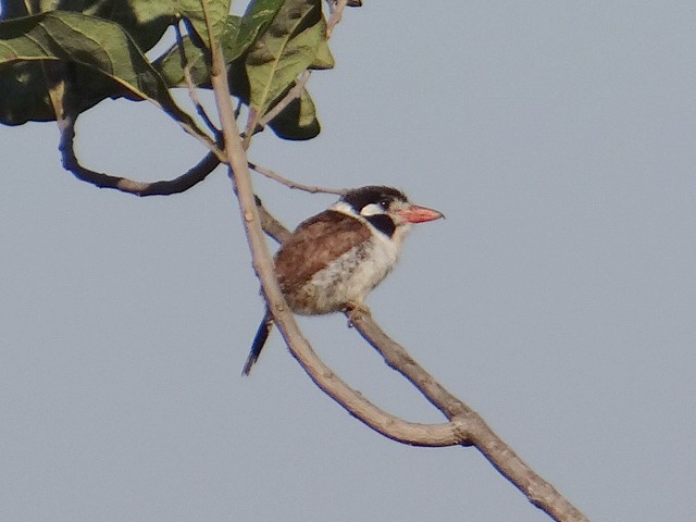 White-eared Puffbird - ML635111868