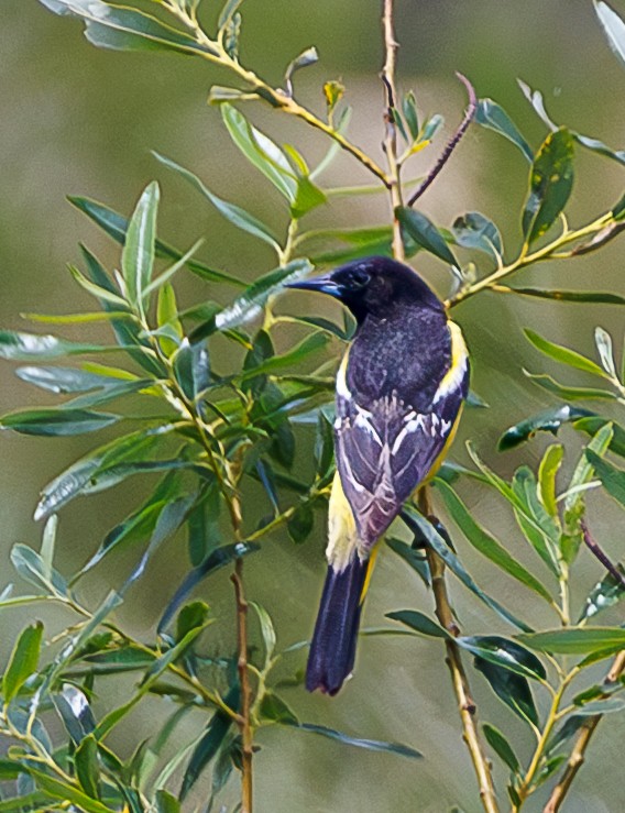 Scott's Oriole - ML635111874