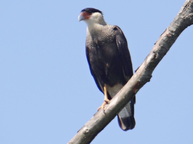 Crested Caracara - ML635111909